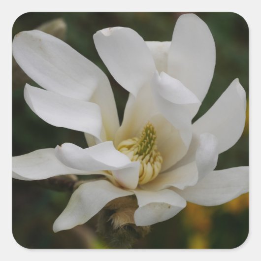White Star Magnolia Sticker (Voorkant)