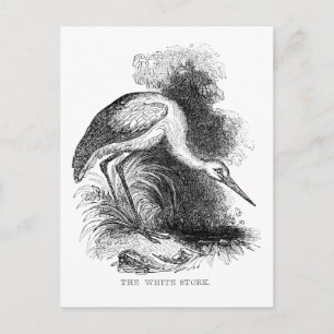 White Stork Bird Wildlife Tekening Briefkaart