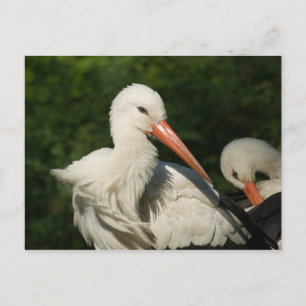 White Stork Briefkaart