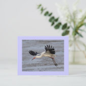 White Stork Briefkaart (Staand voorkant)