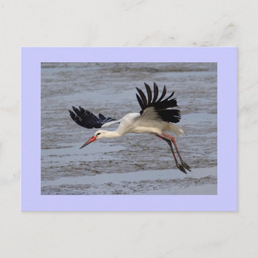 White Stork Briefkaart (Voorkant)