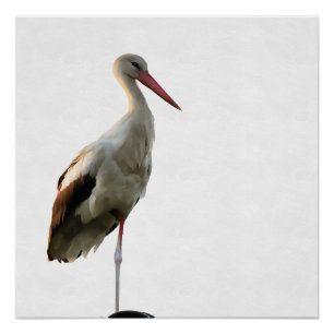 White Stork (Ciconia ciconia) Bird Art over White Perfect Poster