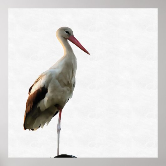 White Stork (Ciconia ciconia) Bird Art over White Poster (Voorkant)