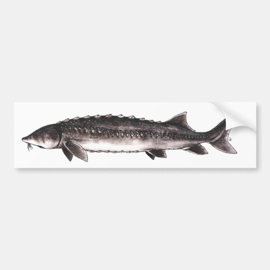 White Sturgeon - Acipenser transmontanus Bumpersticker (Voorkant)