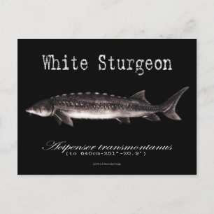 White Sturgeon-Black-Briefkaart Briefkaart