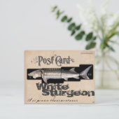 White Sturgeon-Illusionenser Antiek Briefkaart (Staand voorkant)