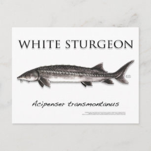White Sturgeon-White-Briefkaart-3D Briefkaart