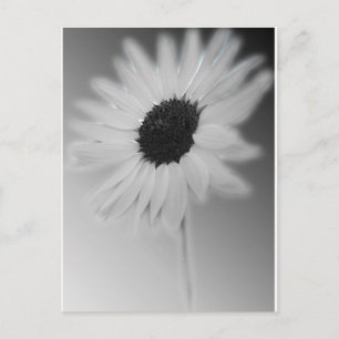 WHITE SUNFLOWER BRIEFKAART