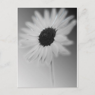 WHITE SUNFLOWER BRIEFKAART