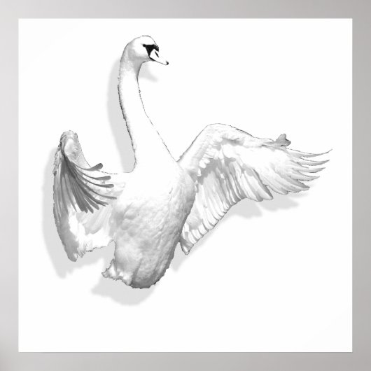 White Swan - affiche (Devant)