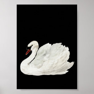 White Swan  Art Poster
