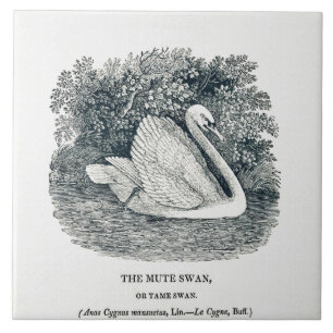 White Swan beroemd gemaakt door Thomas Bewick Tegeltje
