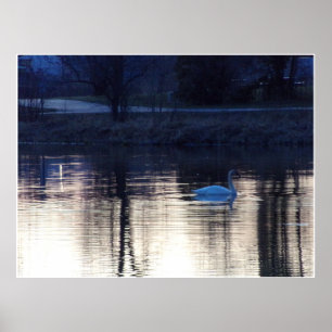 White Swan bij Dusk Poster