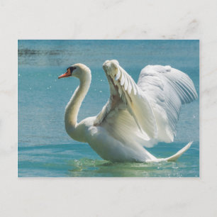 White Swan Briefkaart