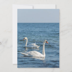 White swan Cygnus Kaart