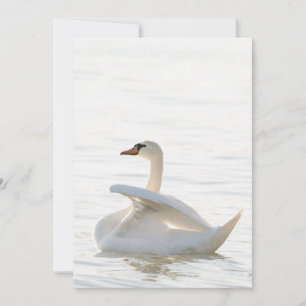 White swan Cygnus Kaart