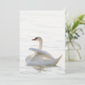 White swan Cygnus Kaart (Staand voorkant)