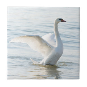White swan Cygnus Tegeltje