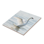 White swan Cygnus Tegeltje (Zijkant)