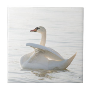 White swan Cygnus Tegeltje