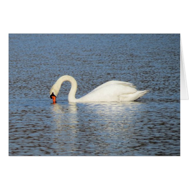 White Swan Feeding (Voorkant Horizontaal)