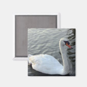 White Swan Magnet Magneet (Voorkant / Achterkant)