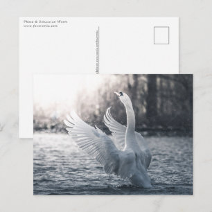 White Swan Natuur Foto Briefkaart