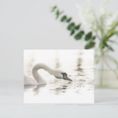 White Swan Natuur Foto Briefkaart (Staand voorkant)