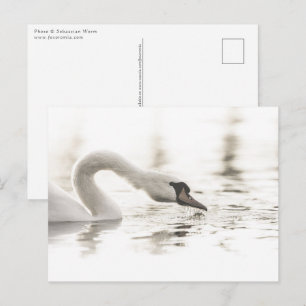 White Swan Natuur Foto Briefkaart