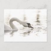 White Swan Natuur Foto Briefkaart (Voorkant)