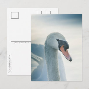 White Swan Natuur Foto Briefkaart