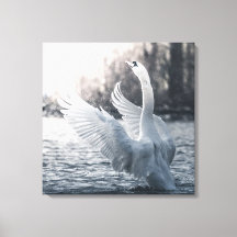 White Swan Natuur Foto