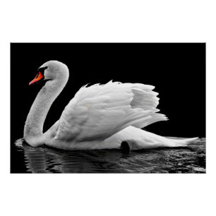 White Swan op Lake Perfect Poster