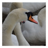 White Swan Poster Perfect Poster (Voorkant)