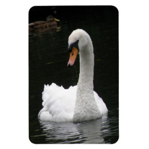White Swan Premium Magnet Magneet