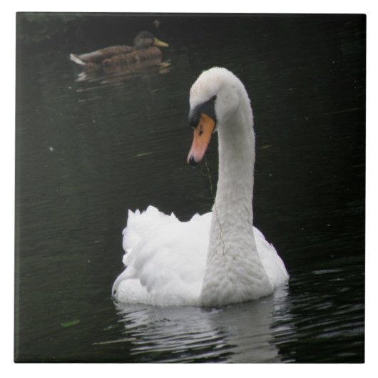 White Swan Tile Tegeltje (Voorkant)