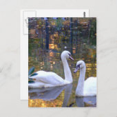White Swans Post Card Briefkaart (Voorkant / Achterkant)