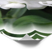 White Sweet Pea Poster Print (Hoek)