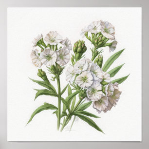 White Sweet William Flower Art Imprimer Poster