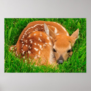 White Tail Baby Deer Poster