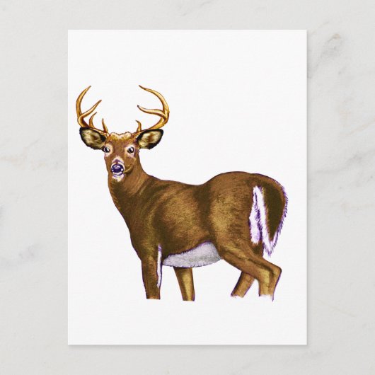White Tail Deer Buck Briefkaart (Voorkant)
