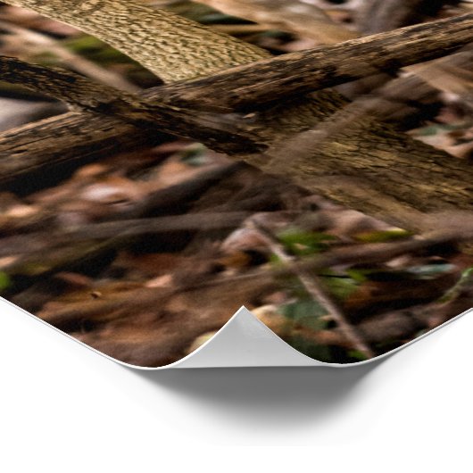 White Tail Deer Buck Poster (Hoek)