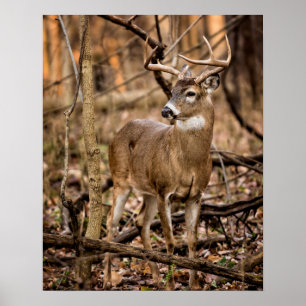 White Tail Deer Buck Poster