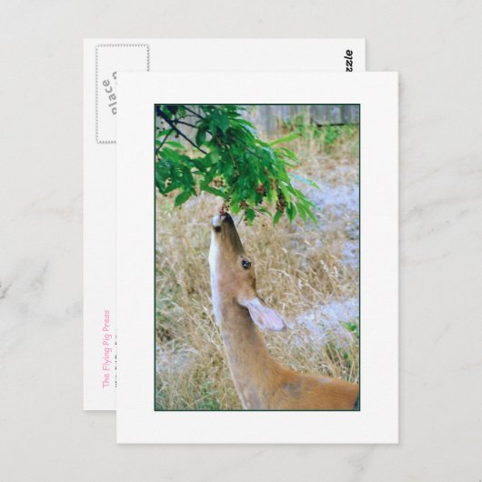 'White-Tail Deer Eating'-Briefkaart Briefkaart (Voorkant / Achterkant)
