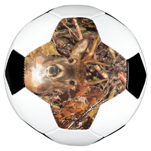 White Tail Deer Head Fall Energy Spiré sur un (Tourné)