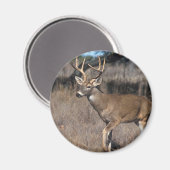 White Tail Deer Magneet (Voorkant / Achterkant)