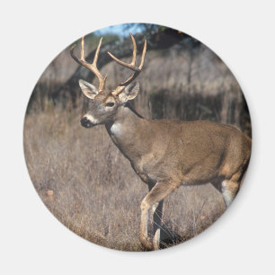 White Tail Deer Magneet