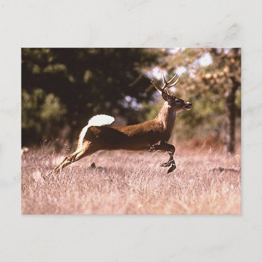 White-Tail Deer Running Briefkaart (Voorkant)