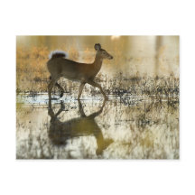 White-Tail Deer Shadow