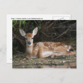 White Tail Fawn Briefkaart (Voorkant / Achterkant)